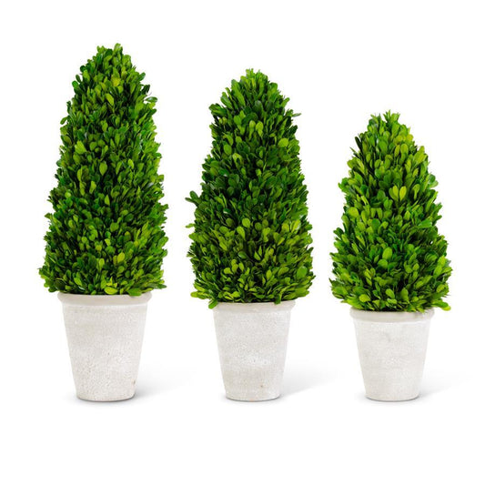 K&K Preserved Boxwood Cone Tree in Pot, 18"