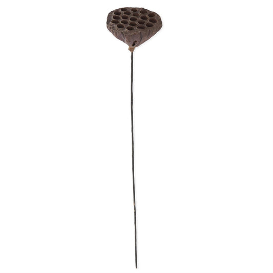 K&K Lotus Seedpod, 21"