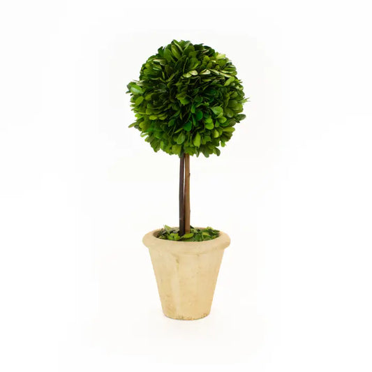 Mills Floral Co Preserved Boxwood Topiary Single Ball Topiary - 16 Inch