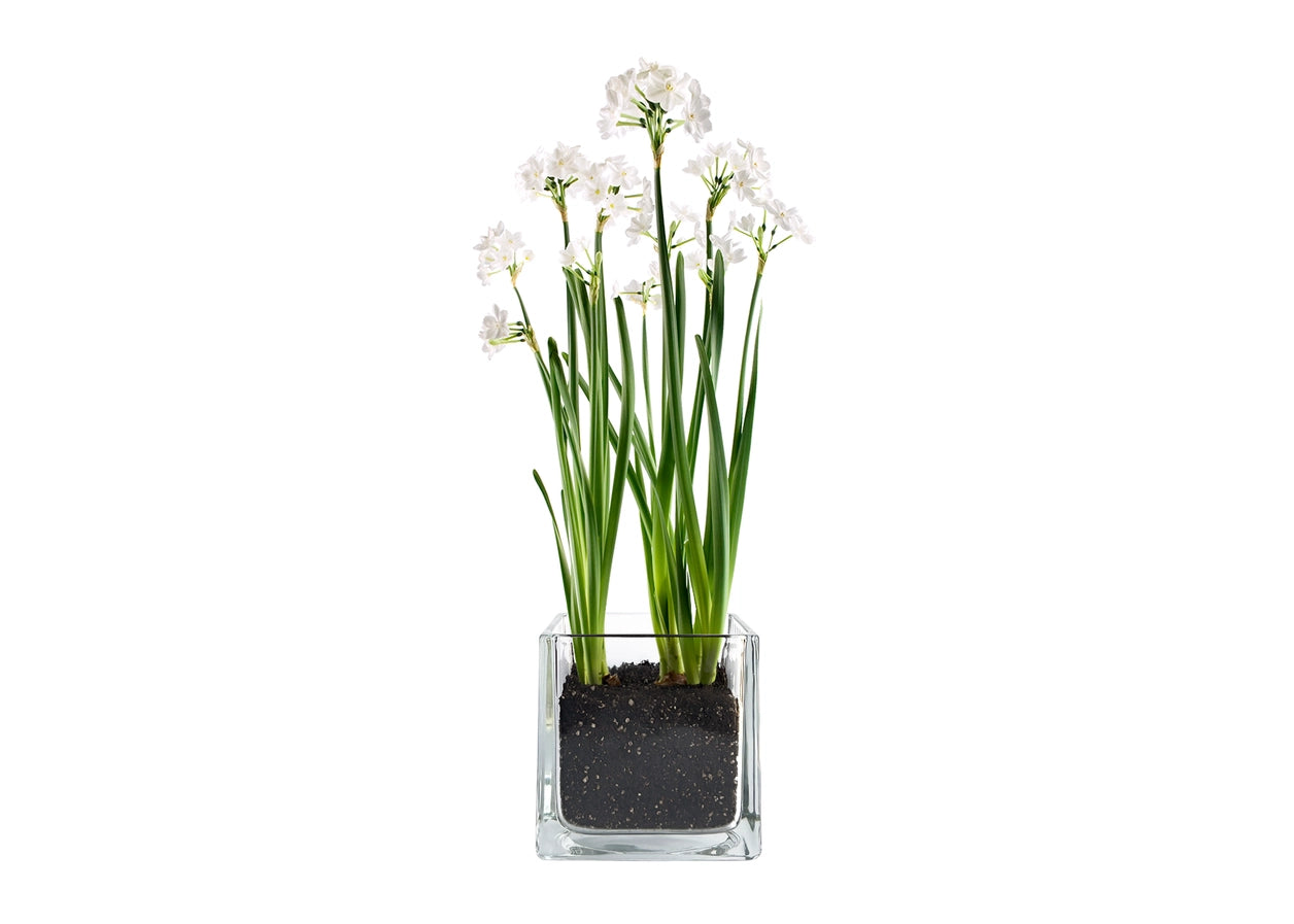 Potting Shed Paperwhites Winter Garden