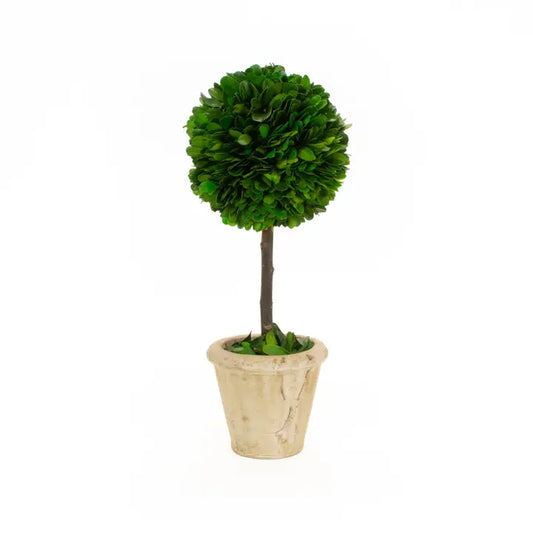 Mills Floral Co Preserved Boxwood Ball Topiary - 12 Inch