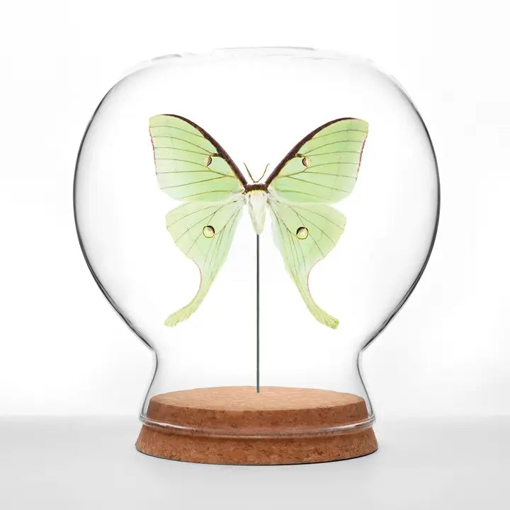 Luna Moth Globe