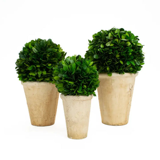 Mills Floral Co Preserved Boxwood Ball In Pots Set Of 3