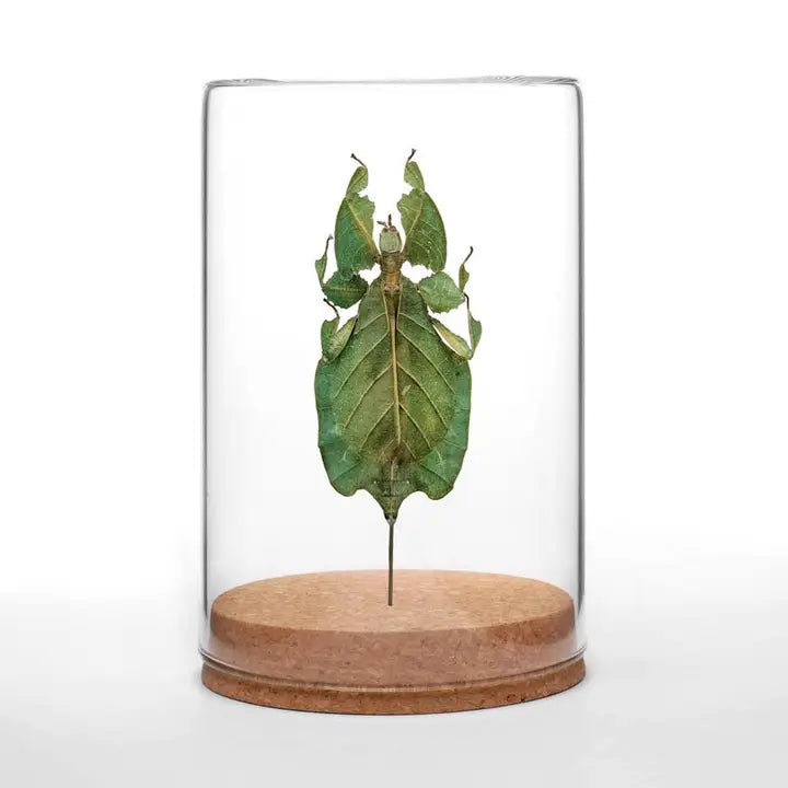 Gray's Leaf Insect Globe