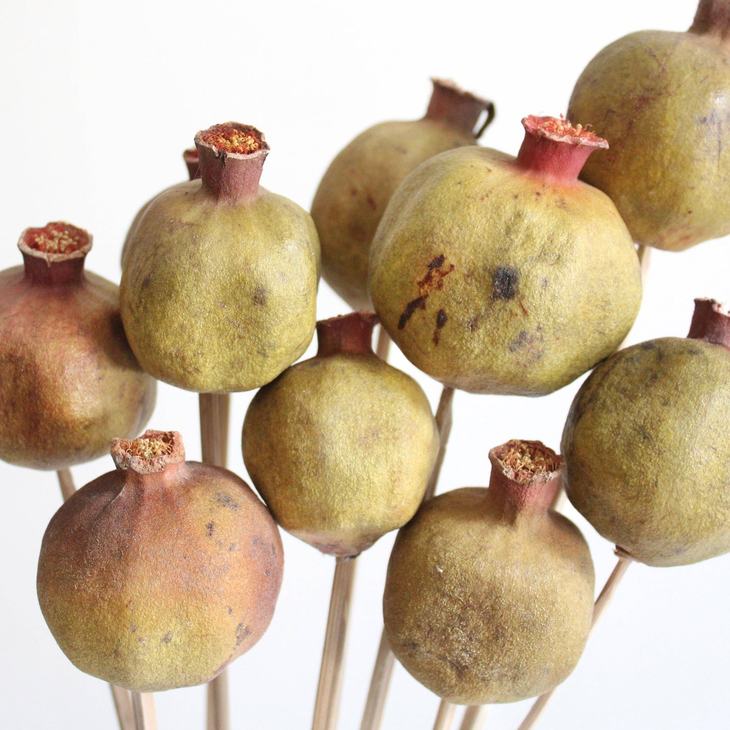 Pomegranate on Stems - Dried 