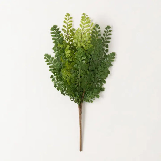 Sullivan's Maidenhair Bush