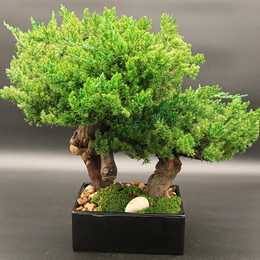 Forever Green Art Double Bonsai