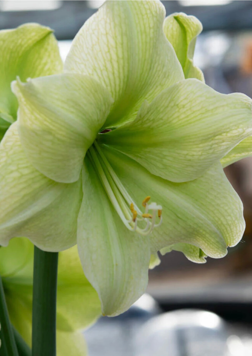 Moss Amaryllis Bulb, Picasso