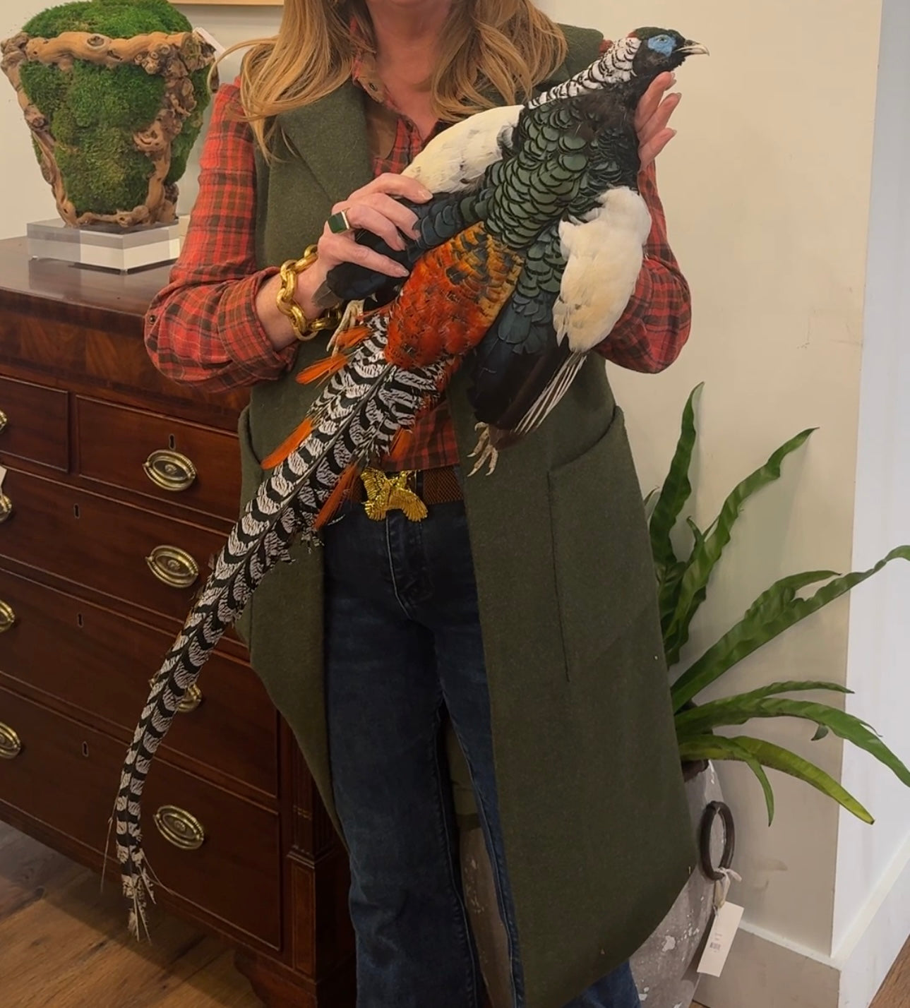 Lady Amherst Pheasant