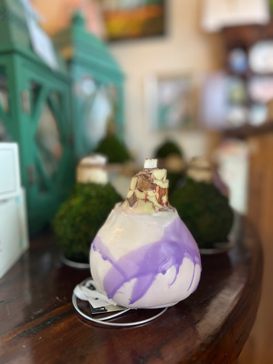 Wax Amaryllis Bulb