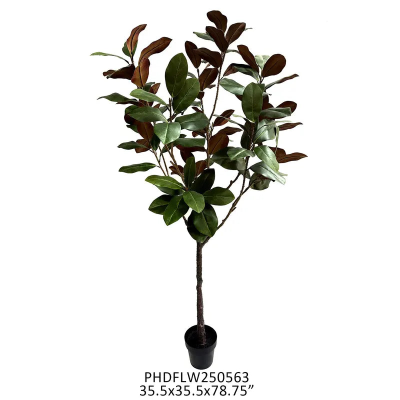 Potted Grand Entry Large Magnolia Tree