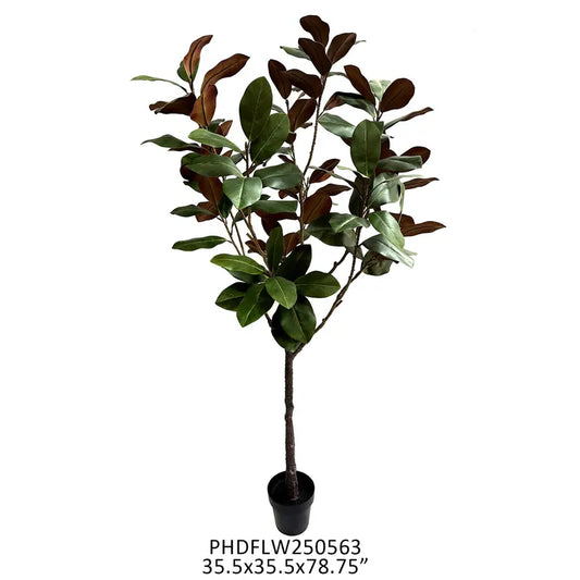 Potted Grand Entry Large Magnolia Tree