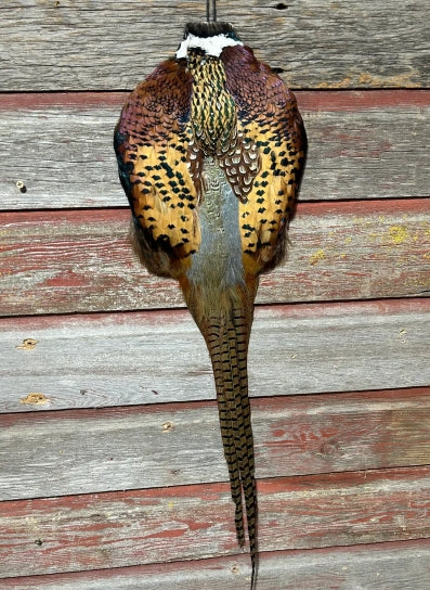 Pheasant Pelt w/o head