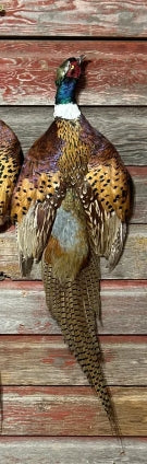 Pheasant Pelt W\ Head