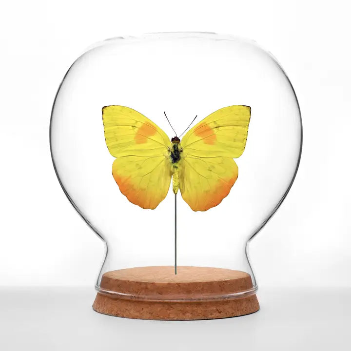 Yellow Sulfur Butterfly Globe