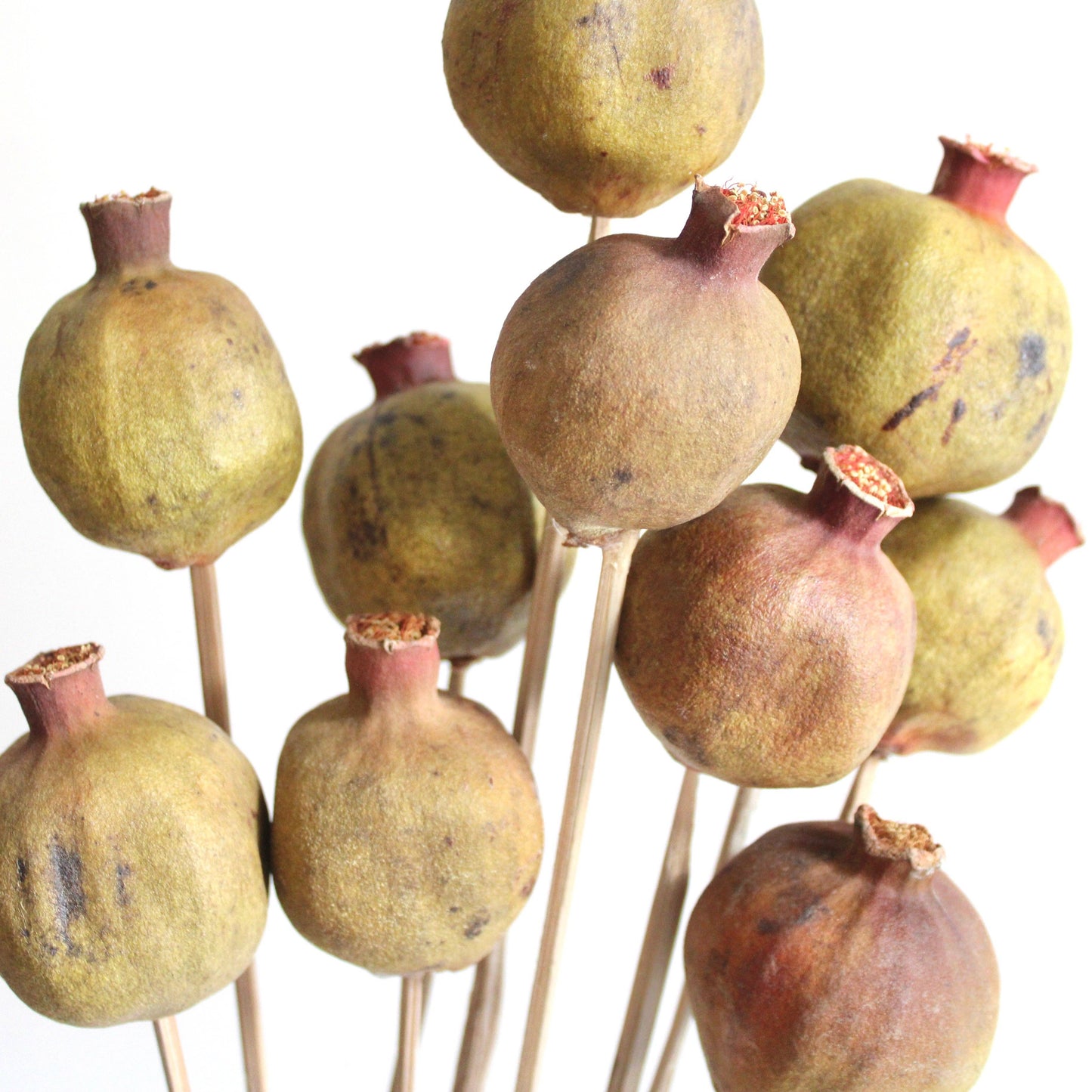 Pomegranate on Stems - Dried 