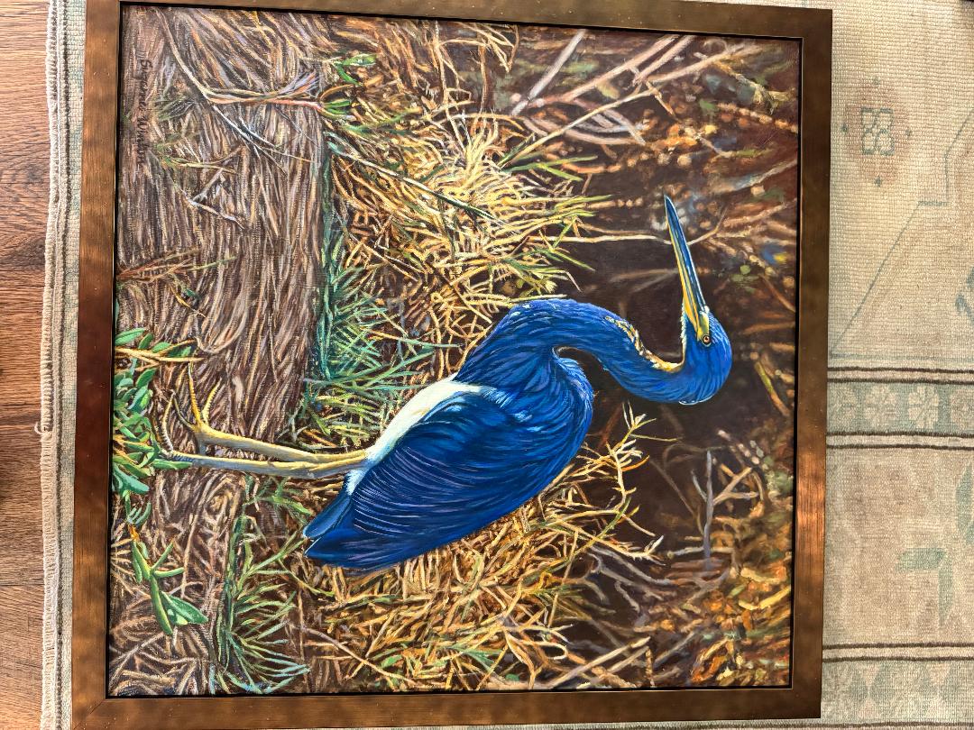 Tricolored Herron (Blue Heron)