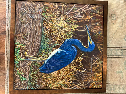 Tricolored Herron (Blue Heron)
