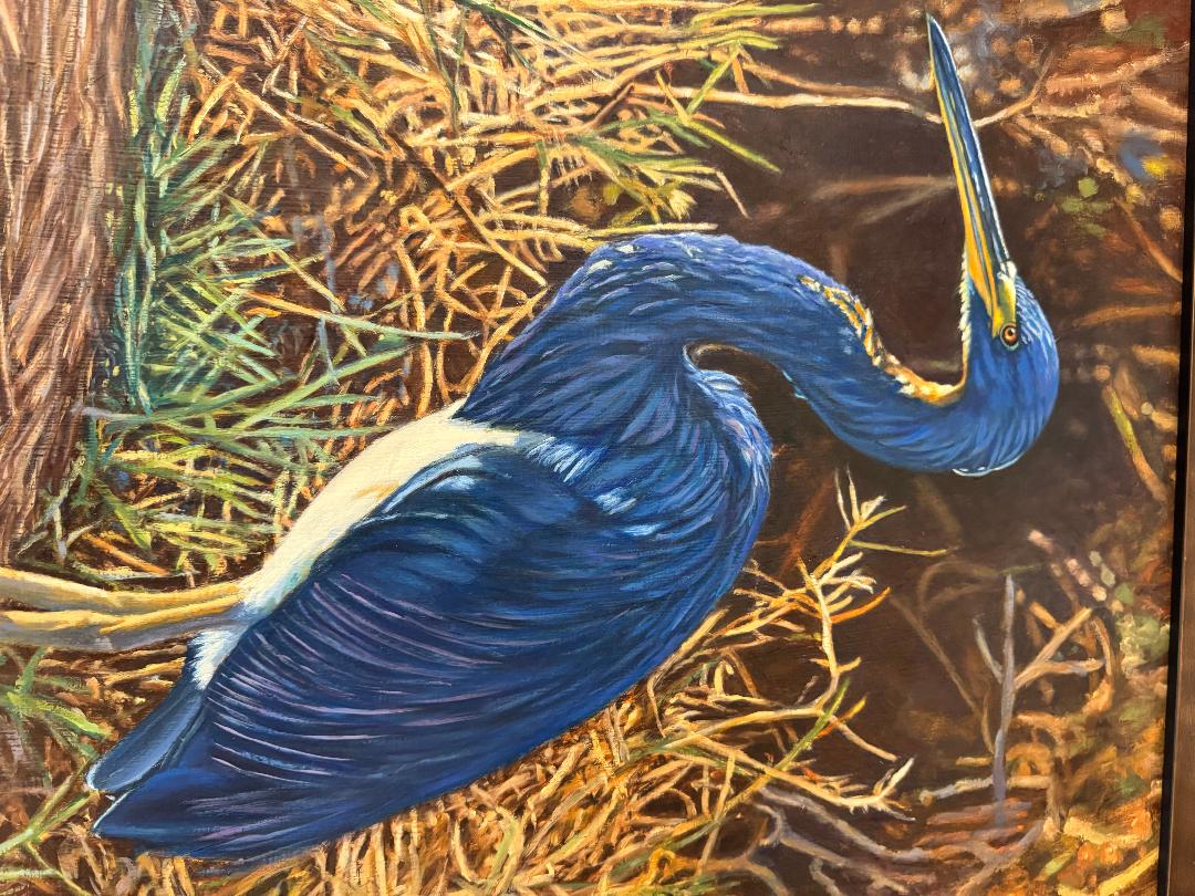 Tricolored Herron (Blue Heron)