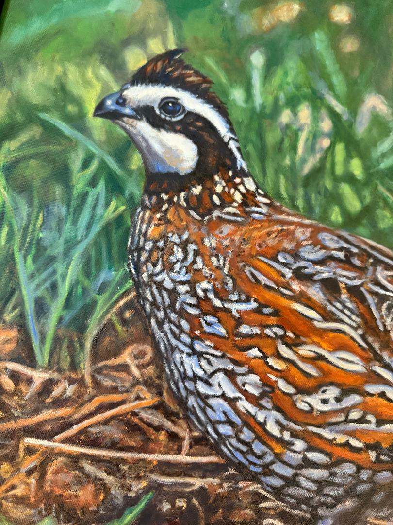 Quail