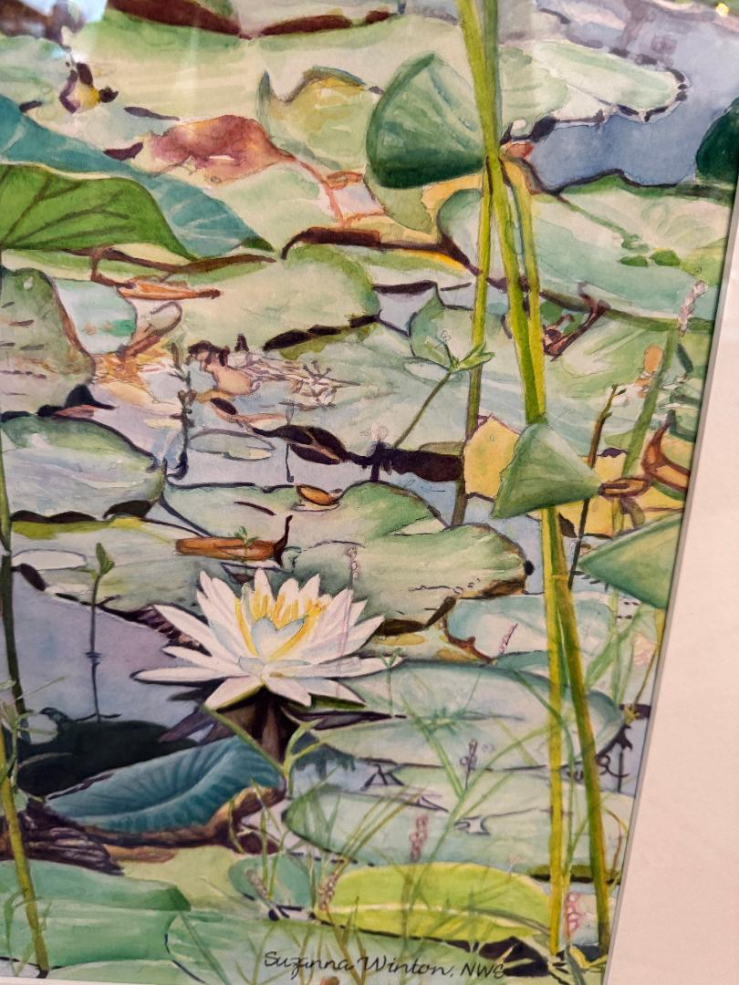 Water Lily's