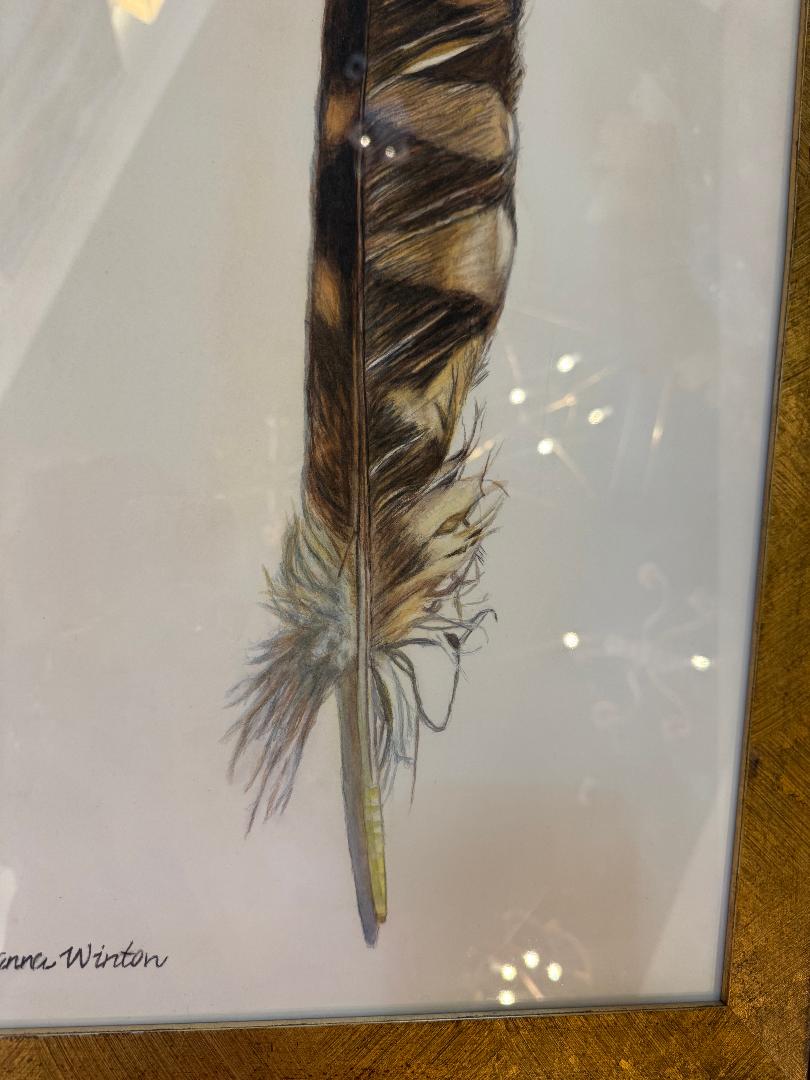Red Tail Hawk Feather